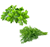 cliantro dill