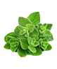 oregano